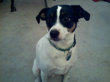 One of my rat terriers - Buddy!