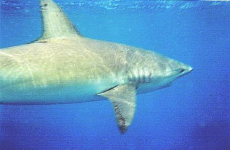 Shark Cage - North Shore, Oahu