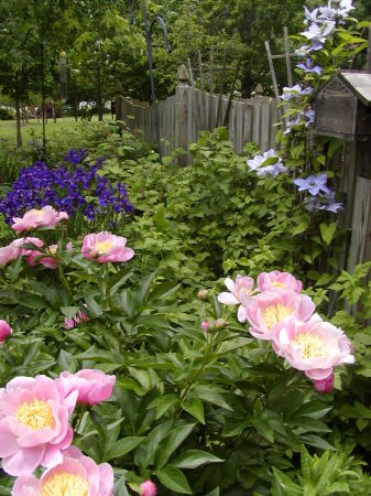 My Garden - June '06