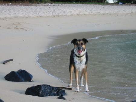 Chico (not kidding), playing at the beach