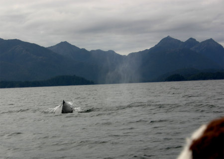 Following a Humpback whale in the Zodiac