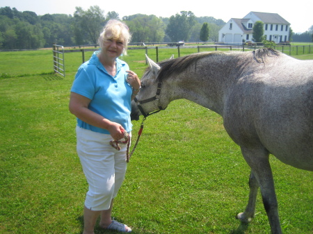 A friends horse gets a shower to cool him off.