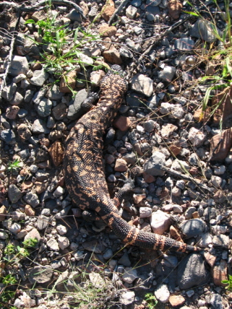 Gila Monster