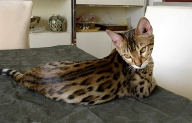 "Anaya Suri" One of my Bengal Leopard Cats