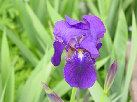 Iris