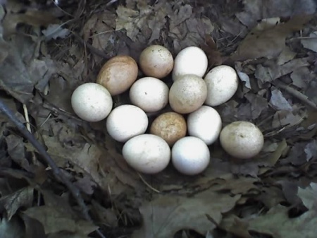 A wild turkey nest my daughter found.