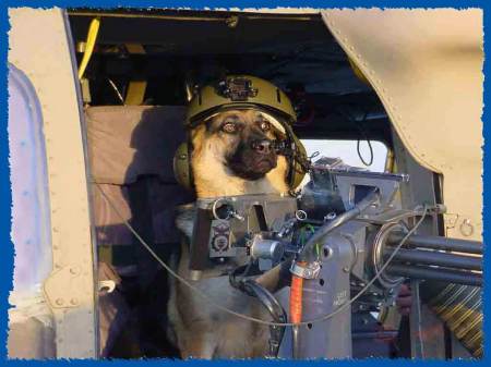 K-9 Door Gunner TRAINING NOWDAY's