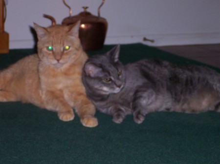 My Kitty's Tigger & Pepper