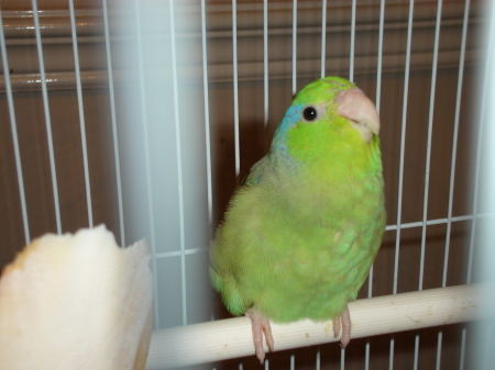 Ricky Ricardo, my larger than life and spoiled rotten parrotlet