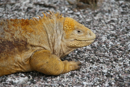 Land Iguana, North Seymour, Galapagos, Ecuador