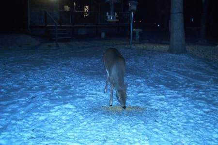 Deer in my yard.