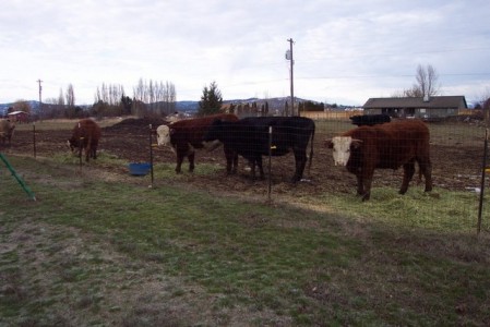 some of my current cows 07