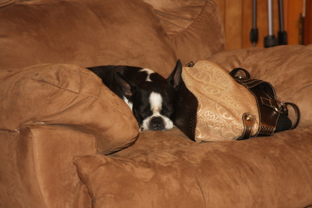 Angel Our Boston terrier