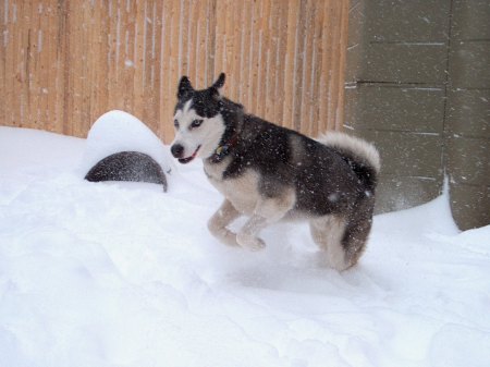 "Cody" our hansome Sibe