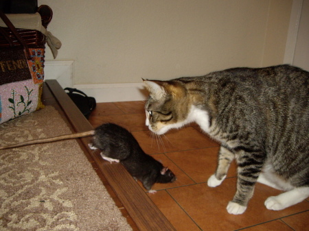 Neechee (our kitty) and Splinter (our pet rat)