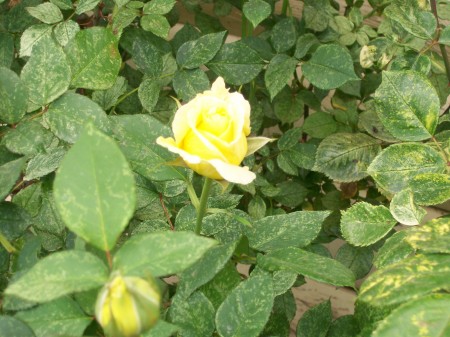 My Yellow Rose