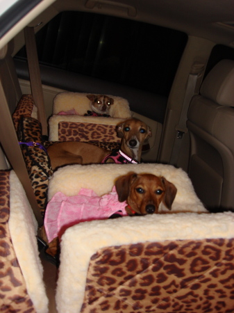 Doggies all buckled up for a ride in Mom's car