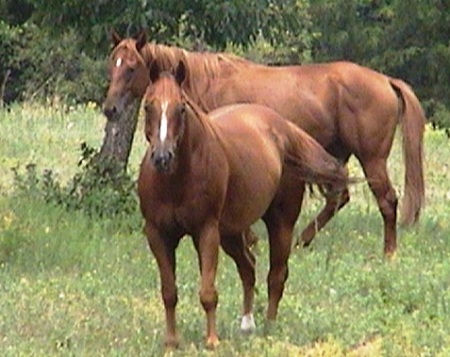 A couple of my quarter horses.