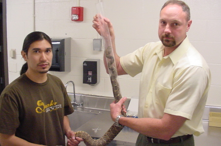 bleeding rattlesnake for DNA