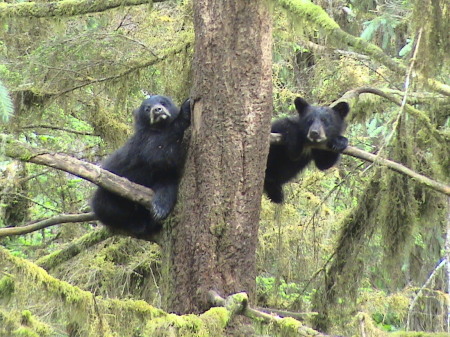 Black bear cubs, AnnAnn Creek