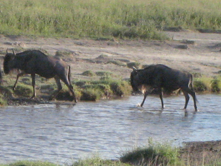 wildebeests crossing