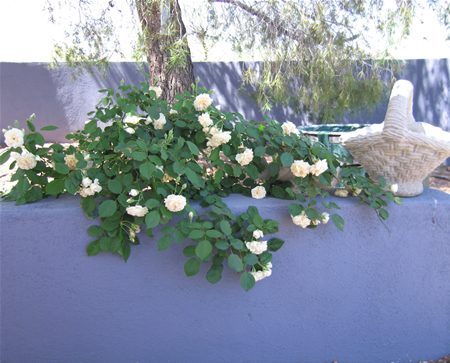 My garden: Buff Beauty (rose)
