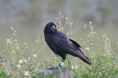 Glades-Raven