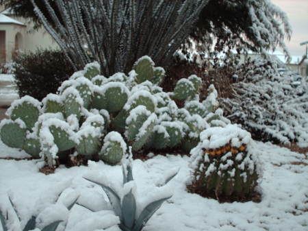 Snow on the cactus