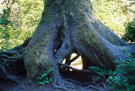 Hoh Rain Forest, Olympic National Park, Wa