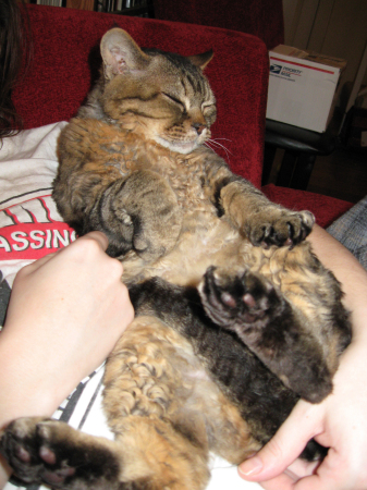 Norm's belly rub.