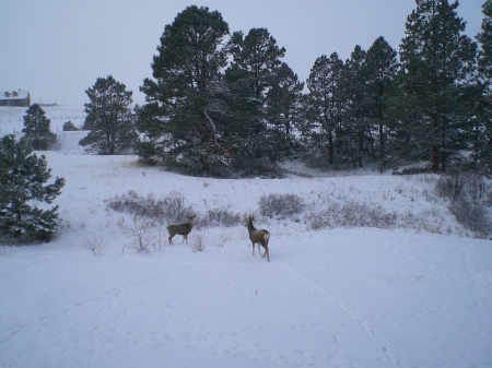 Mule deer near barn