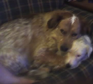 Noah and Yoshi (2 of my 4 dogs) hugging!