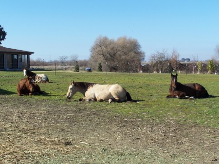 Horses Sunbathing