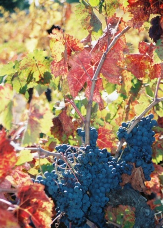 grapes from vineyard near me, Sebastiani winery, taken 2006