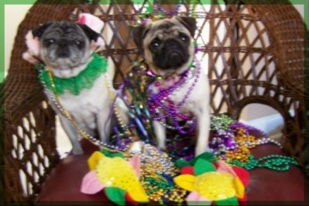 Mardi Gras Pugs