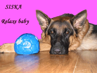 Our dog Siska