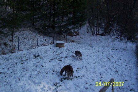 Sundae and Jesse enjoying the snow