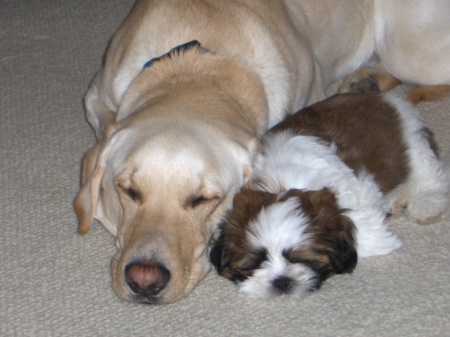 The Family Dogs Cooper The Lab and Griffin The Shi-tzu