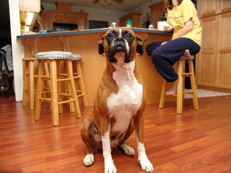 Harley - Best friend / crew chief on the Cobra -