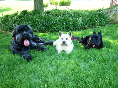 Our Dogs:  Bou, Duncan and Anna