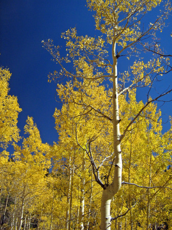 Fall in The Rockies