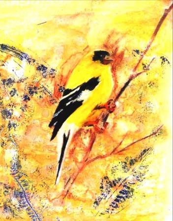 Gold Finch