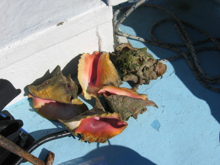 Conch salad for dinner!