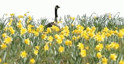 A Canadian Goose near our house