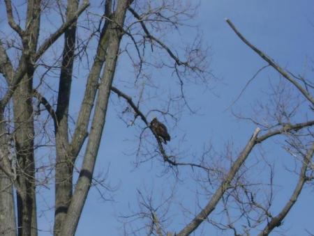 19 home from towners - bald eagle