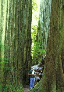 "Where The Redwoods Meet The Sea"