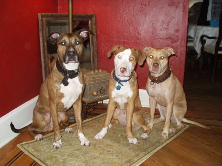 3 of my 5 dogs.