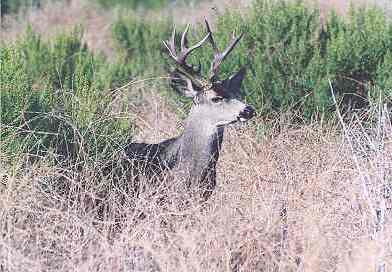 Malibu Creek State Park