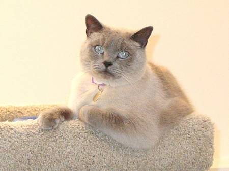 The famous Tonkinese of Indianapolis!