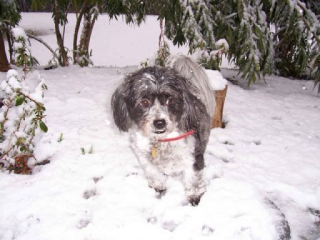 PATCHES IN THE SNOW